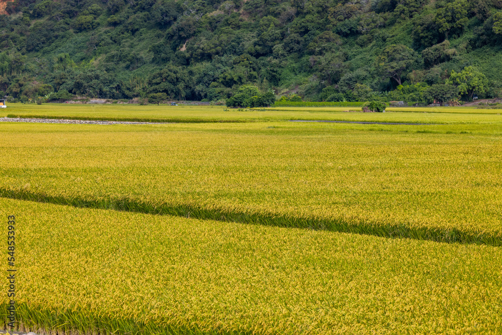 Taiwan Taichung Waipu paddy rice field