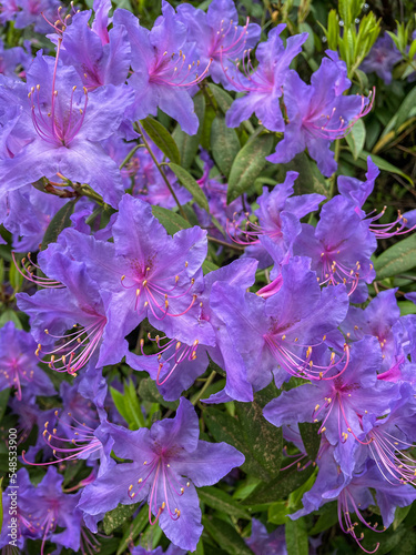 Blue rhododendron