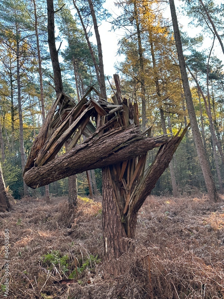 Baum nach Sturm