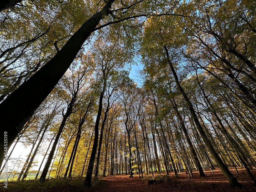 Wald
