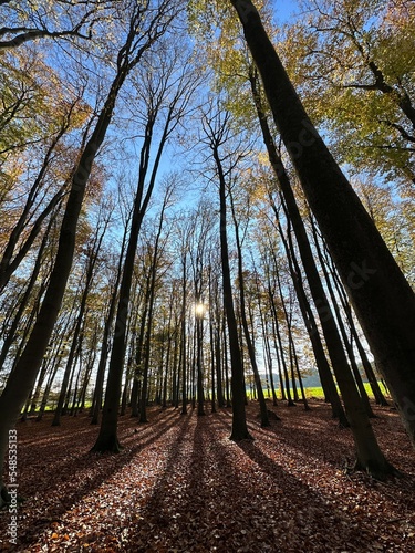 Obraz na płótnie Wald w salonie