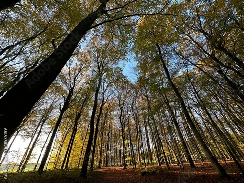 Obraz na płótnie Wald w salonie