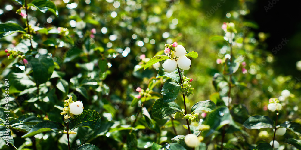 Snowberry plant detail Snowberry plant detail