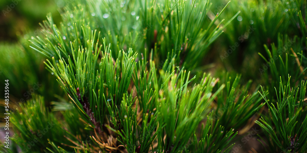 Pine branch detail