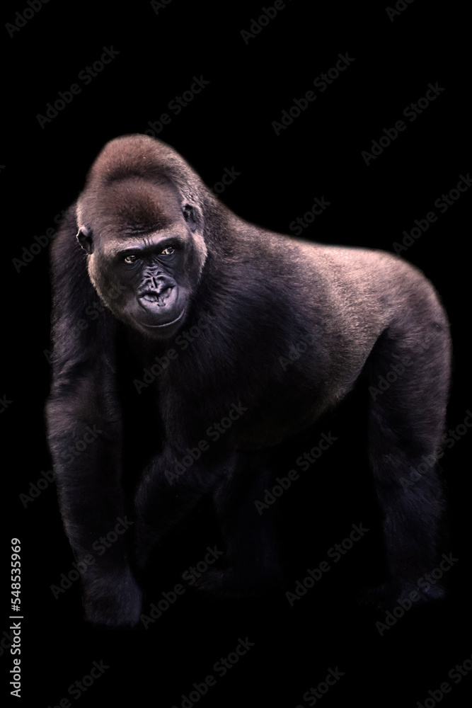 Young male silverback gorilla walking on all fours with black background
