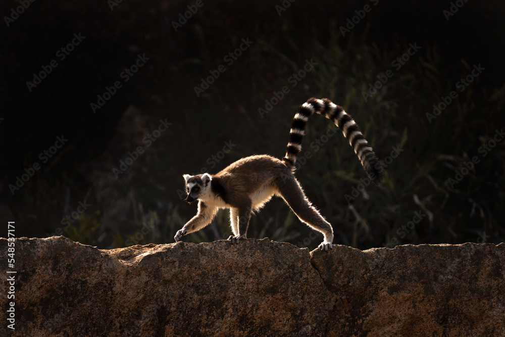 Fototapeta premium Ring tailed lemur in the Anja park. Lemur kata on the Madagascar island. Madagascar fauna. Lemur with the striped tail. Lemurs Kata sunbathing on the rock. 