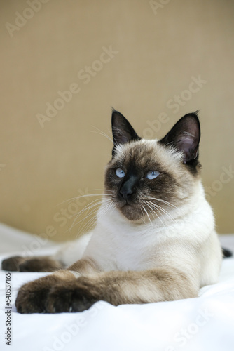 Fluffy Siamese cat with blue eyes sitting on the couch against a beige background. Vertical image. © Алекс Ренко
