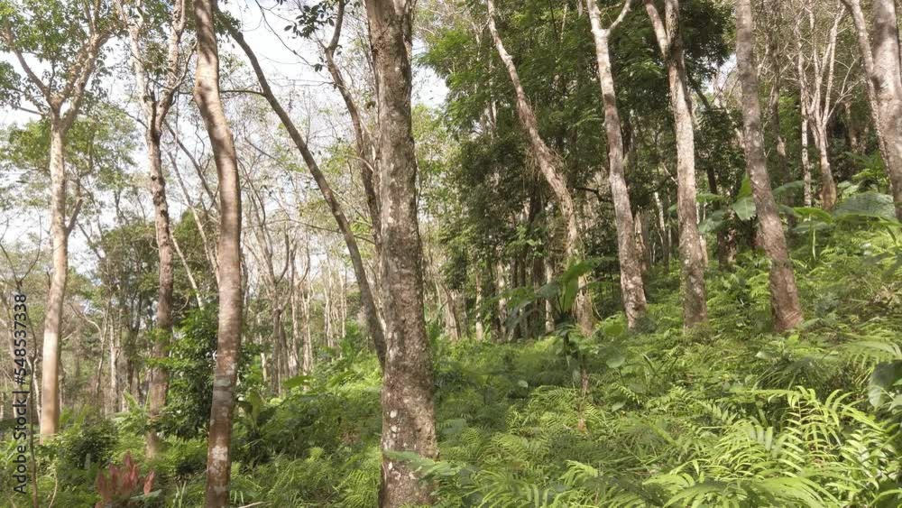 view of rain forest with many green leaves and sun shining through the foliage in tropical forest view of rain forest with many green leaves and sun shining through the foliage in tropical forest