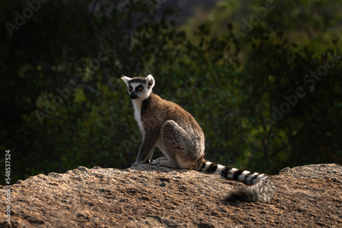 Ring tailed lemur in the Anja park. Lemur kata on the Madagascar island. Madagascar fauna. Lemur with the striped tail.  photo