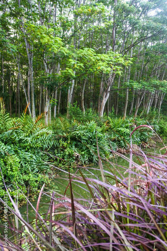 small calm stream hidden river in the middle of a lush forest in the afternoon