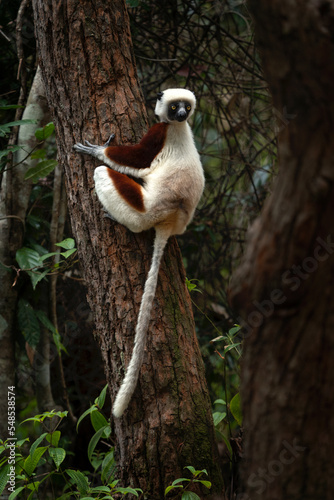Coquerel's sifaka in the Tana part. White sifaka on the Madagascar island. Madagascar fauna. White sifaka with brown part of body.  photo