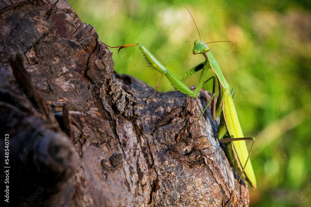 a green praying mantis sits on a tree trunk or on a stump close-up on a sunny day a green praying mantis sits on a tree trunk or on a stump close-up on a sunny day