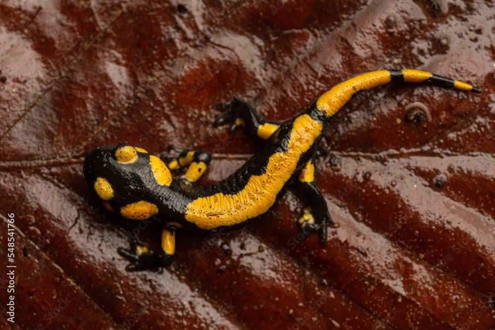 Young salamander on the leaf with overhead view Young salamander on the leaf with overhead view