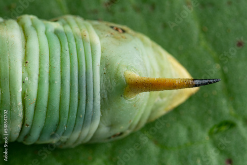 Details of convolvulus hawk-moth (Agrius convolvuli) caterpillar overhead photo
