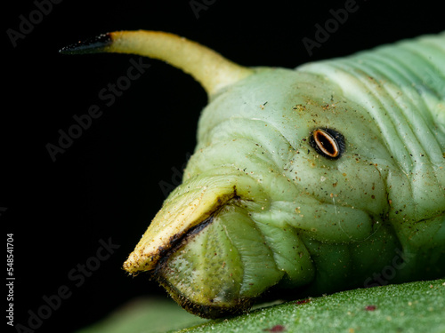 Details of convolvulus hawk-moth (Agrius convolvuli) caterpillar