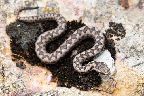 Lataste's viper (Vipera latastei) young male photo