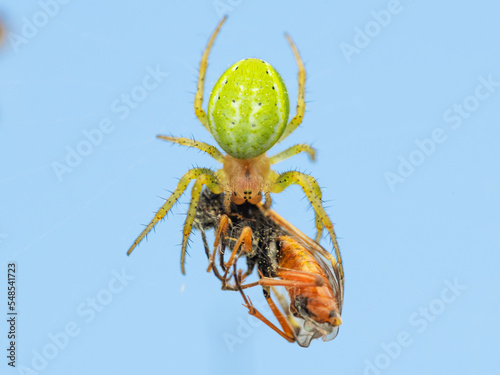 Araniella cucurbitina sometimes called the cucumber green spider with prey photo
