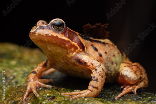 European common frog (Rana temporaria) photo