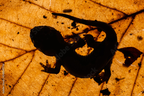Young salamander on a backlit leaf photo