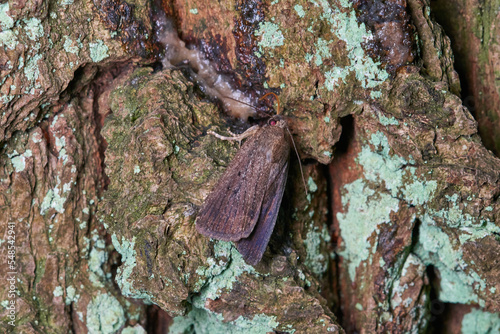 Dreipunkt-Glanzeule (Amphipyra tragopoginis)	 photo