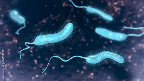 Vibrio mimicus bacteria photo