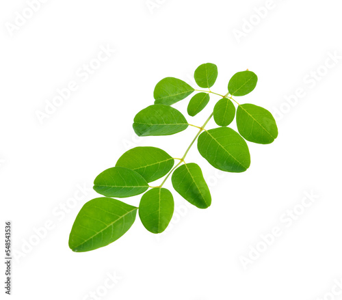 Moringa leaves on transparent png