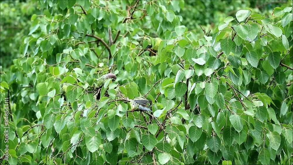 Flock of Orange-breasted Green Pigeons Preening and Shaking after Bathing in the Rain on Bodhi Tree Footage