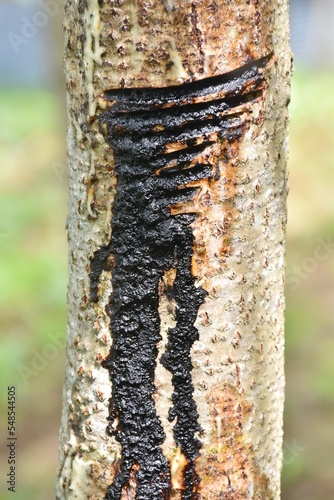 Tapping Japanese lacquer urushi trees (Toxicodendron vernicifluum) in Okukuji area of Ibaraki Prefecture in Japan, special handmade tools are required.