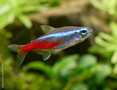 Closeup of blue neon tetra fish isolated on blurred plant background photo
