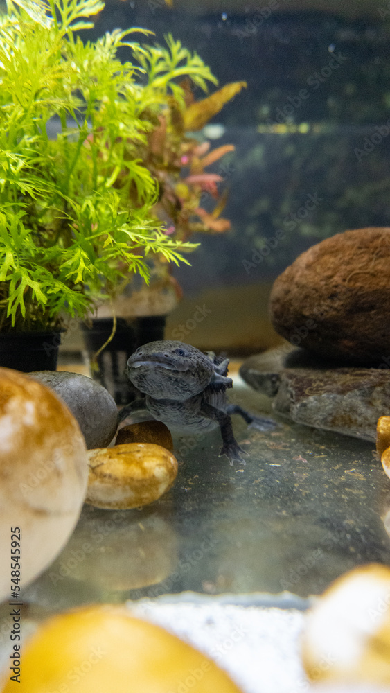 Axolotl aquarium, salamander, nature, tank Axolotl aquarium, salamander, nature, tank
