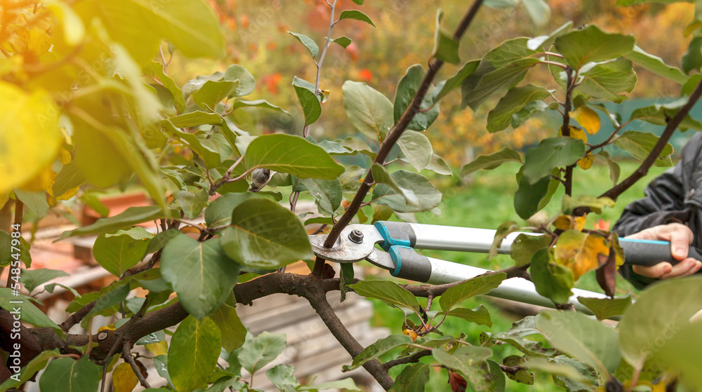 Fruit tree pruning garden scissors pruning of fruit trees for the