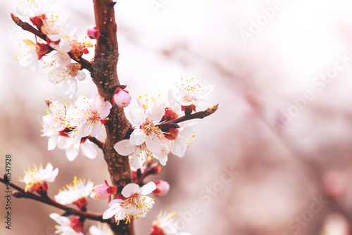 Cherry plum blossoms. Pink cherry plum blossoms on a tree