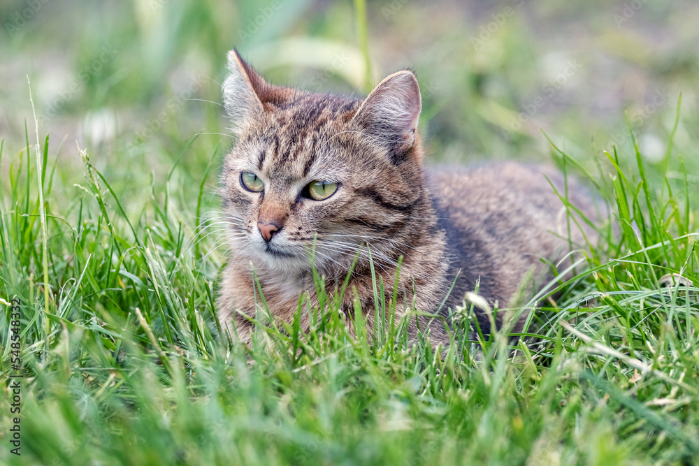 A cute tabby cat lies in the garden on green grass