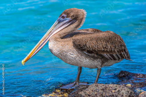 pelican on the beach photo