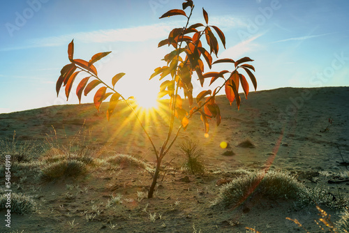 Branch of young tree with red autumn leaves al sand drift with rising sun photo