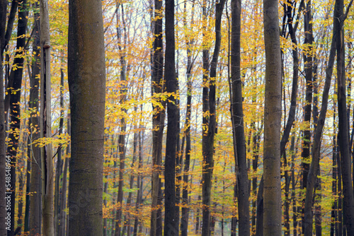 Beech tree trunks with yellow orange autumn leaves