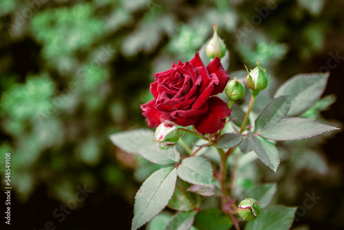 red rose in garden