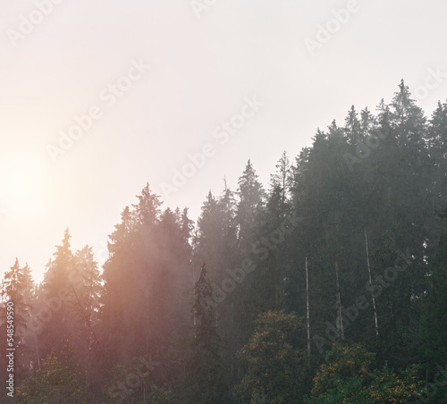 Misty landscape with fir forest. The concept of misterious woods for banner usage.