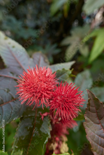 Ricinus communis photo