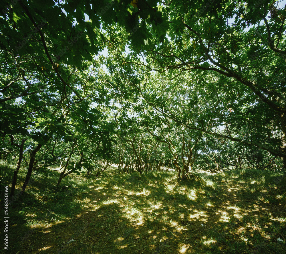 Fototapeta premium Dune oak forest with twisted branches and tree trunks
