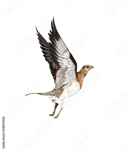 Flying bird  © Mohammed