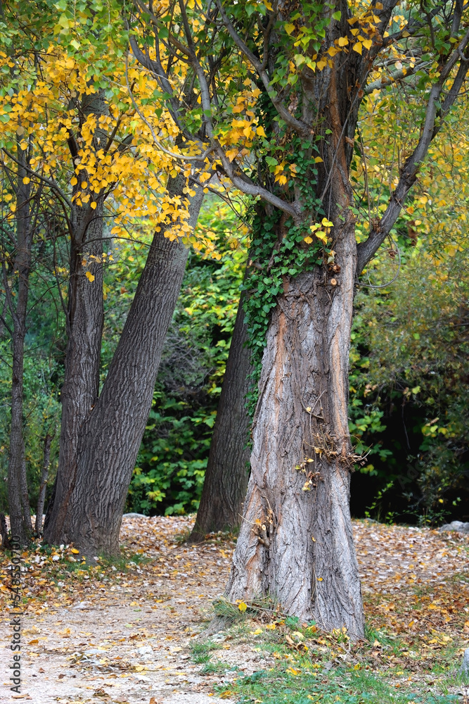 Ivy growing on the tree, colorful autumn leave sin the background. Autumn in the forest. Selective focus. Ivy growing on the tree, colorful autumn leave sin the background. Autumn in the forest. Selective focus.