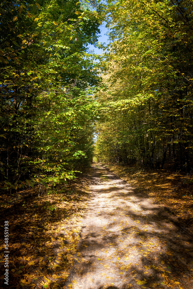 road in a dense coniferous forest on a sunny day vertically road in a dense coniferous forest on a sunny day vertically