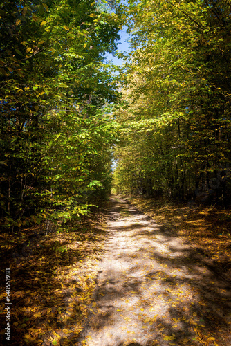 road in a dense coniferous forest on a sunny day vertically