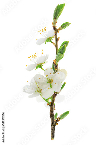 Beautiful blossoming cherry branch isolated on a transparent background in close-up