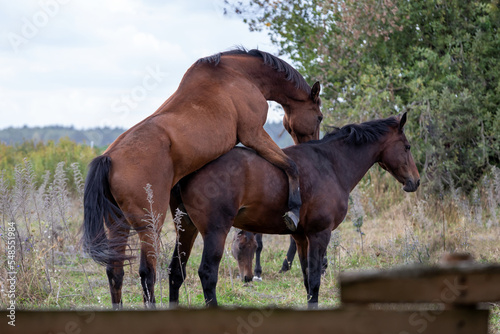 Φωτογραφία Horses mating on a paddock. Pair of male and female  horses.