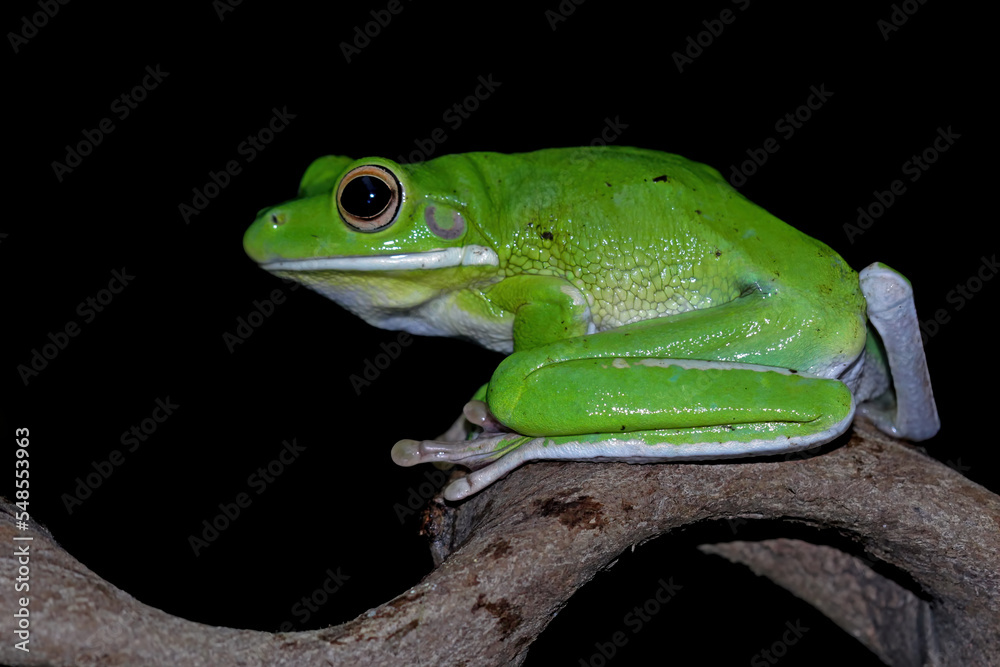 Fototapeta premium White lipped tree frog on branch, green tree frog side view, animals closeup