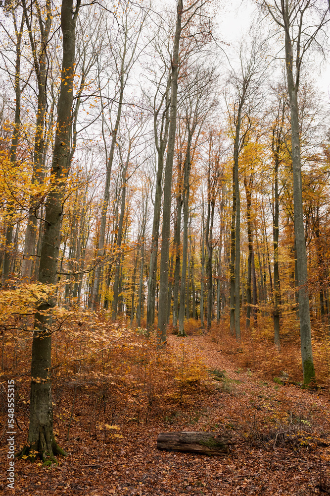 Fototapeta premium jesień