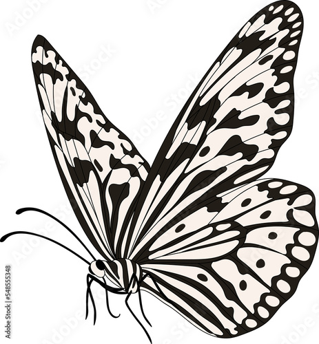 Photography Hand drawn butterfly illustration..