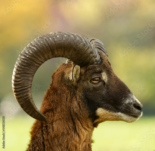 Close-up head profile portrait of an adult male mouflon with massive horns in the fall season. European mouflon, ovis aries musimon.